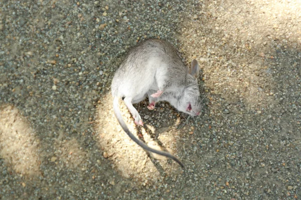 Souris morte couchée sur le sol à l'extérieur — Photo