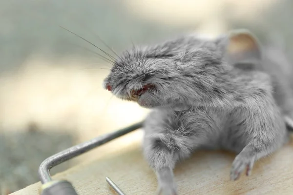 Tote Maus gefangen in Schnappfalle im Freien, Nahaufnahme — Stockfoto