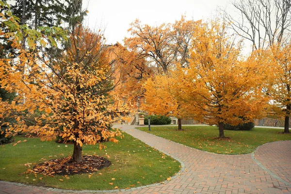 Beaux arbres dans le parc d'automne — Photo
