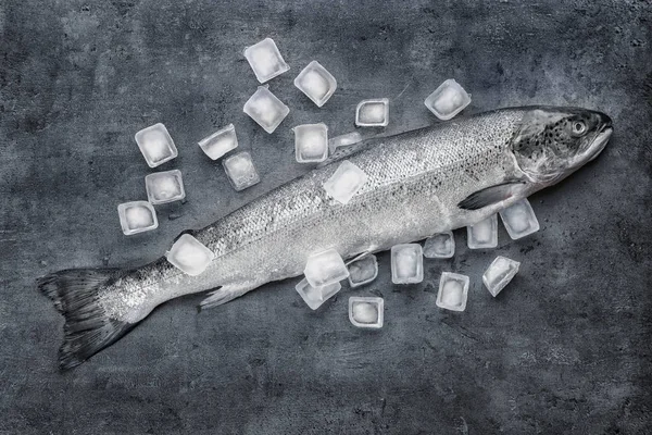 Salmone crudo fresco e cubetti di ghiaccio — Foto Stock