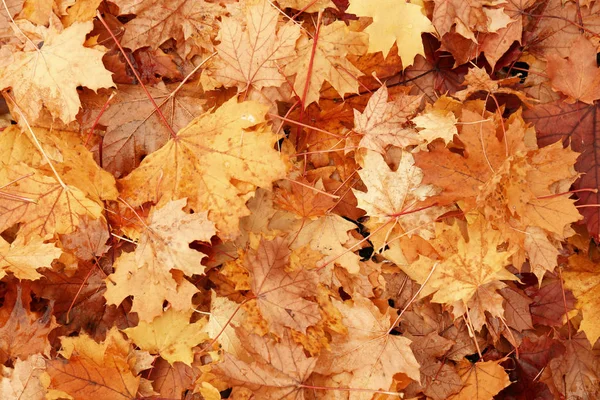 Barevné podzimní listy — Stock fotografie