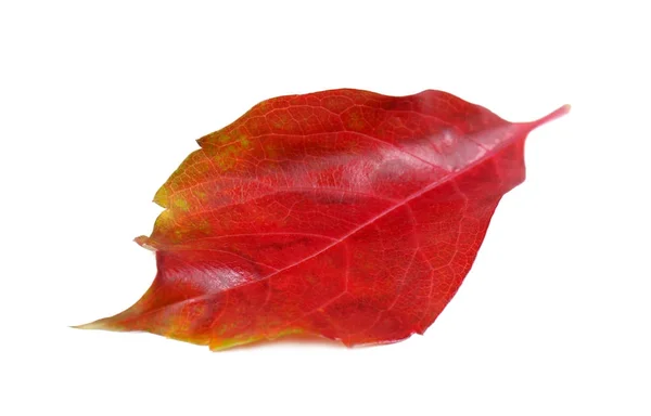 Hoja de otoño sobre blanco — Foto de Stock