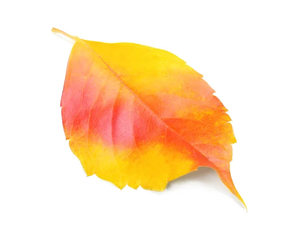 Autumn leaf on white — Stock Photo, Image