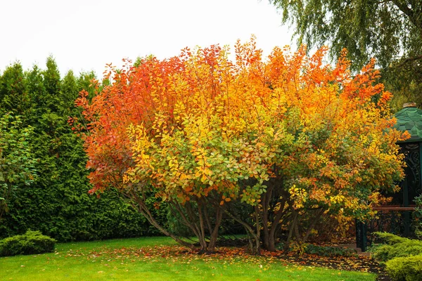 Schöner Baum mit bunten Blättern im Herbstgarten — Stockfoto