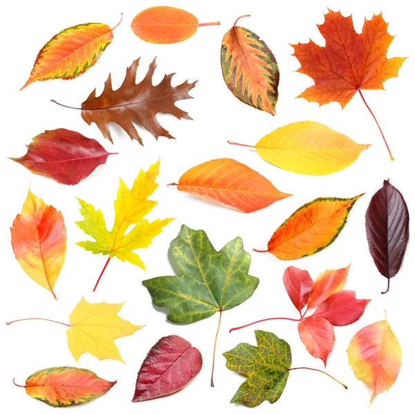 Colorful autumn leaves — Stock Photo, Image