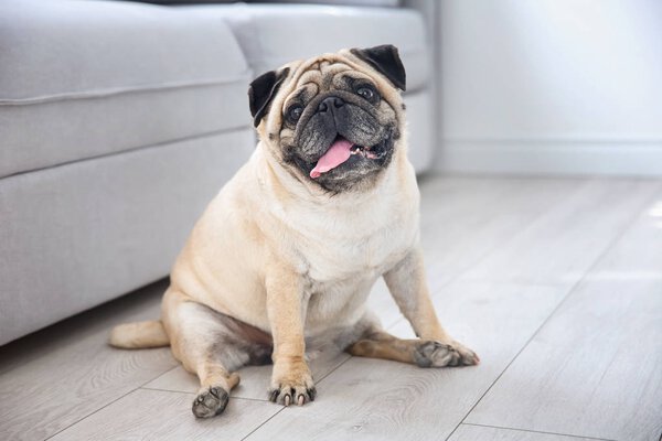 Cute overweight pug 