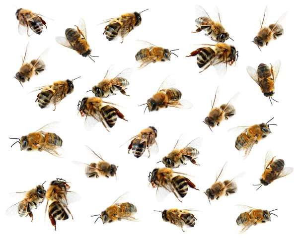 Пчелы на белом фоне — стоковое фото