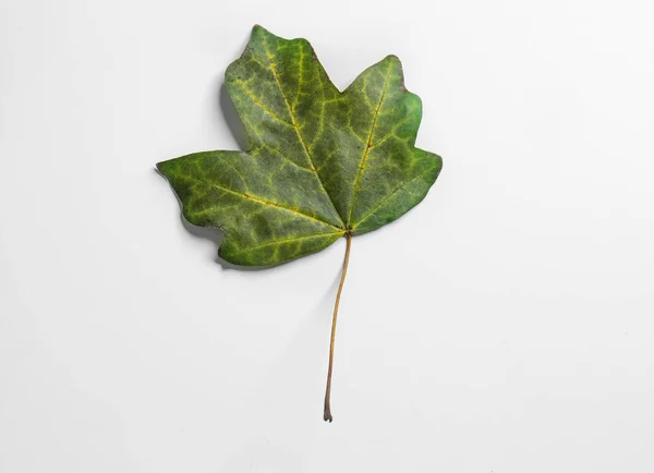 白秋の葉 — ストック写真