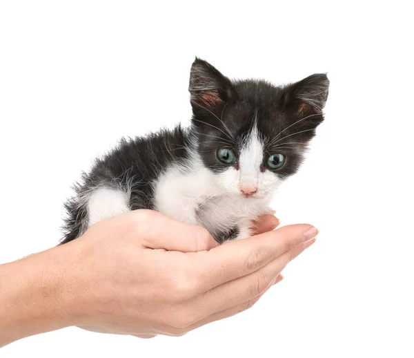 Woman 's hands holding kitten — стоковое фото