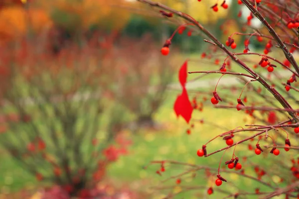 Zweig des Herbstbaumes mit farbigen Blättern — Stockfoto