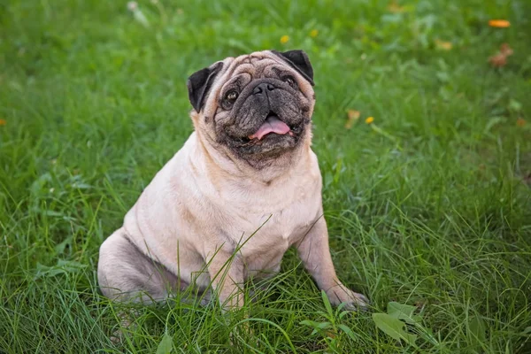 Pug lindo sobrepeso — Foto de Stock