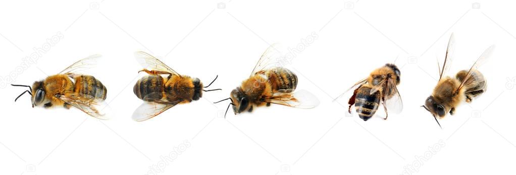 Honey bees on white 