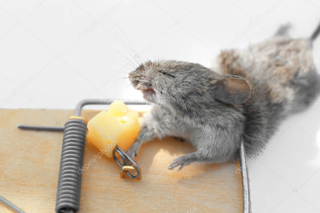 Dead mouse caught in snap trap on white background, closeup