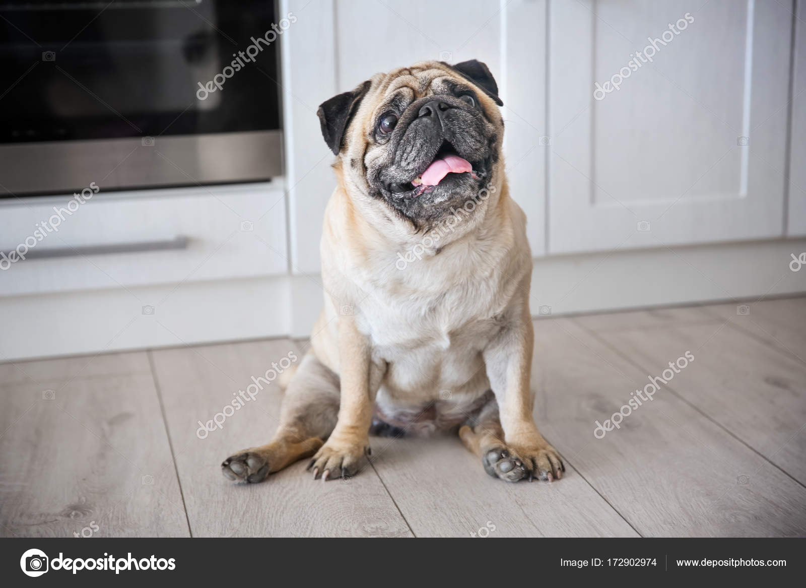 Cute overweight pug Stock Photo by ©belchonock 172902974