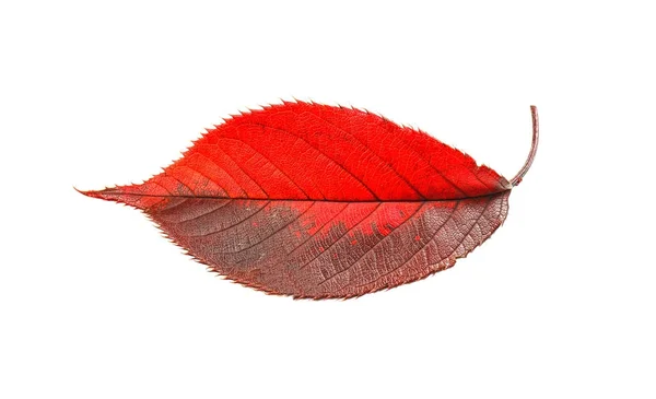 Hoja de otoño sobre blanco — Foto de Stock