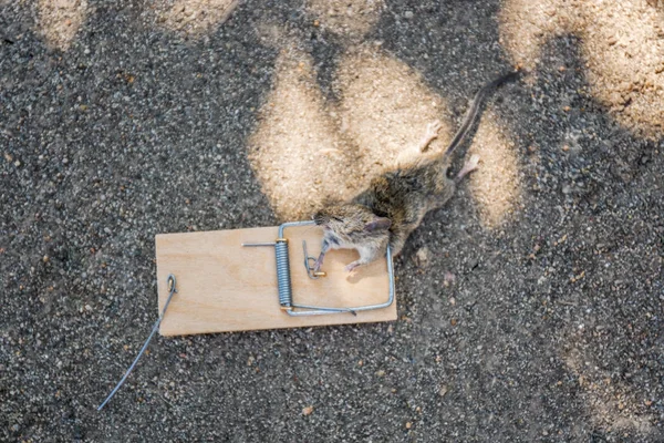 Ölü fare ek açık havada tuzağa — Stok fotoğraf
