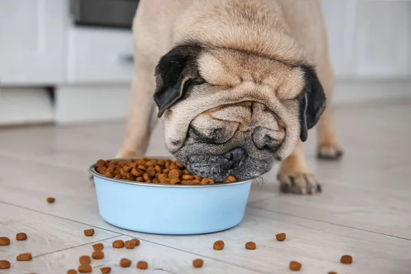 Schattig overgewicht dwergspanner — Stockfoto