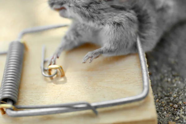 Dead mouse caught in snap trap outdoors, closeup — Stock Photo, Image