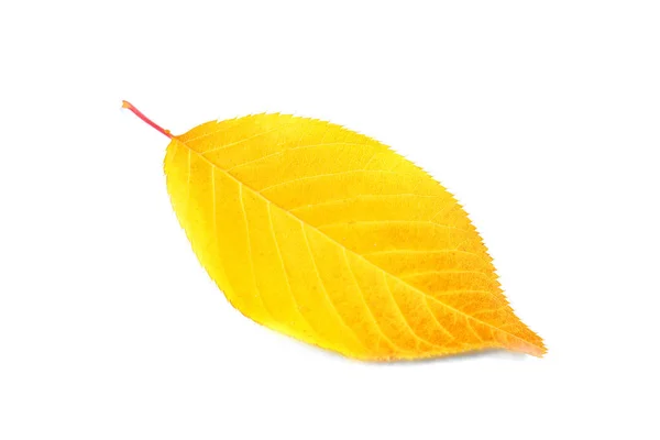 Hoja de otoño sobre blanco — Foto de Stock