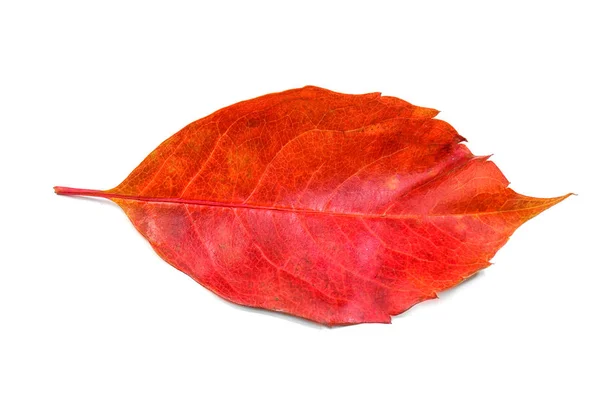 Осенний лист на белом — стоковое фото