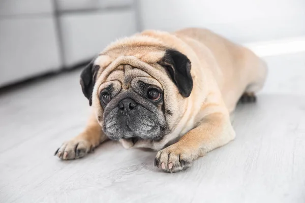 Manis kelebihan berat badan pug — Stok Foto