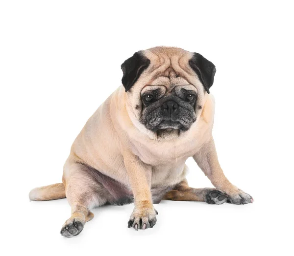 Cute overweight pug — Stock Photo, Image