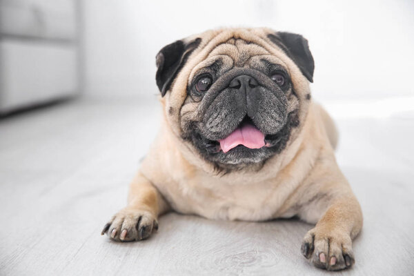 Cute overweight pug 