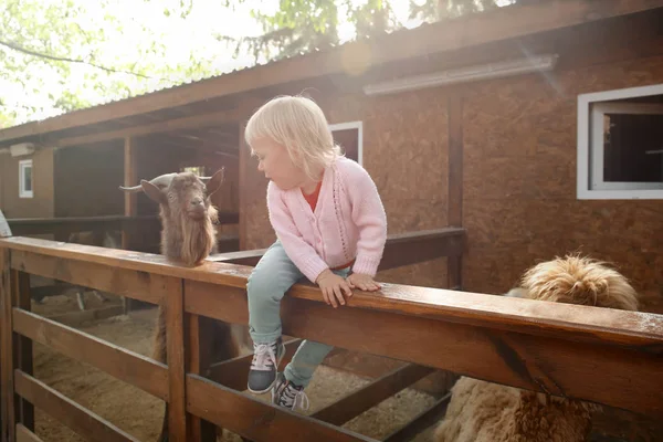 Cute Little Girl Sitting Fence Enclosure Petting Zoo — Stock Photo, Image