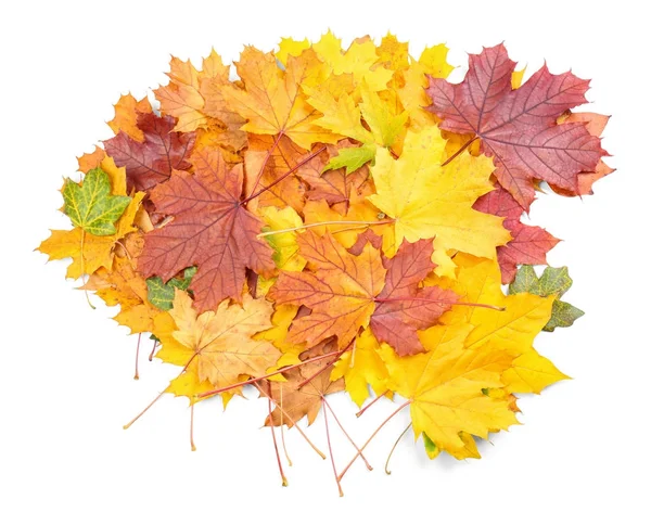 Heap of autumn leaves on white background — Stock Photo, Image