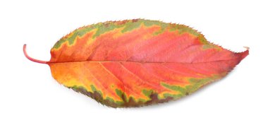 Beyaz arkaplanda sonbahar yaprağı