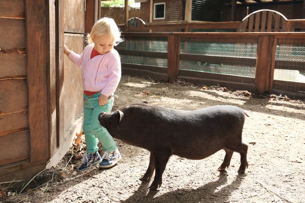 Gadis Kecil Yang Lucu Dengan Babi Kebun Binatang — Stok Foto