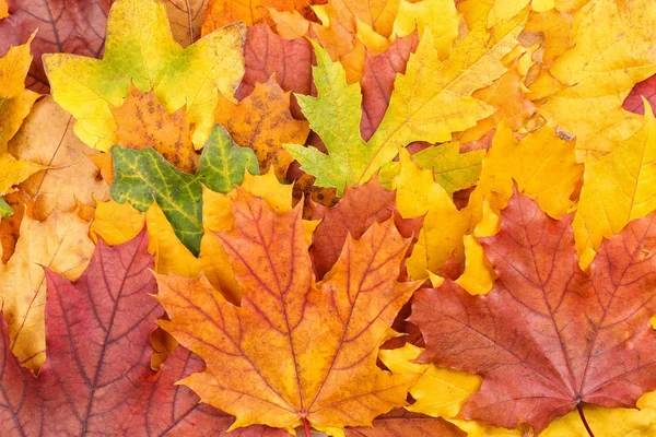 Coloridas hojas de otoño como fondo — Foto de Stock