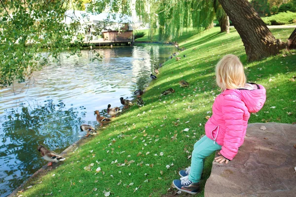 Cute Little Girl Looking Ducks Petting Zoo — Stock Photo, Image