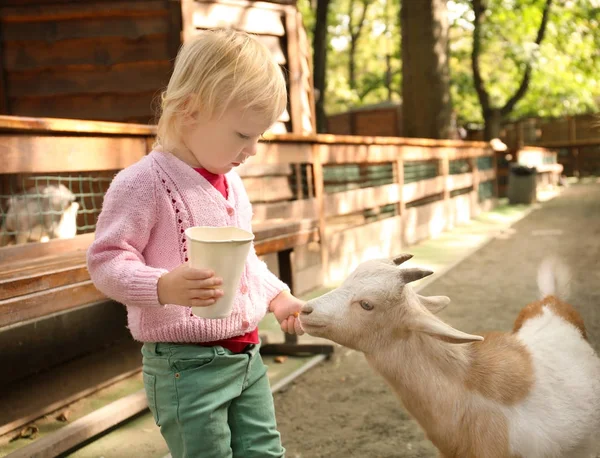 逗人喜爱的小女孩喂养滑稽的山羊在宠物动物园 — 图库照片