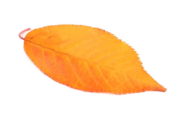 Folha de outono no fundo branco — Fotografia de Stock