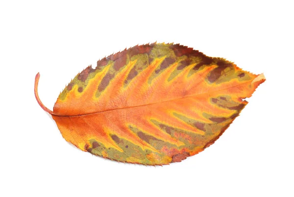 Herbst Blatt auf weißem Hintergrund — Stockfoto