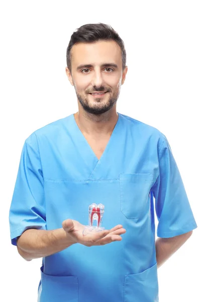 Dentista masculino segurando modelo de dente no fundo branco — Fotografia de Stock