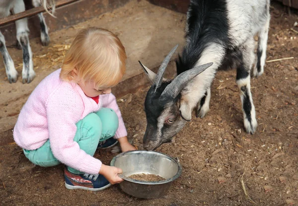 Ładna Dziewczynka Karmienia Zabawny Koza Mini Zoo — Zdjęcie stockowe