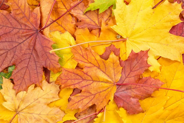 Colorful autumn leaves as background — Stock Photo, Image