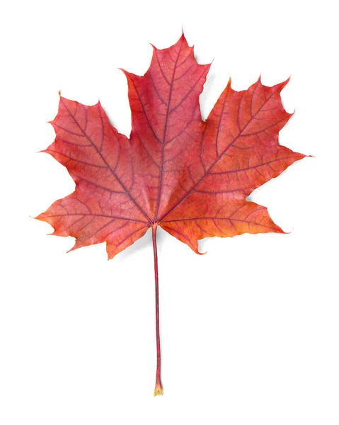 Jesienny liść na białym tle — Zdjęcie stockowe