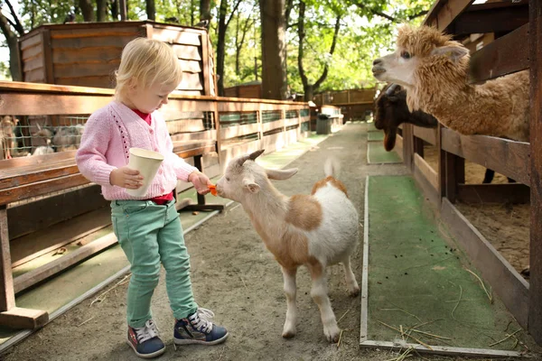 Ładna Dziewczynka Karmienia Zabawny Koza Mini Zoo — Zdjęcie stockowe
