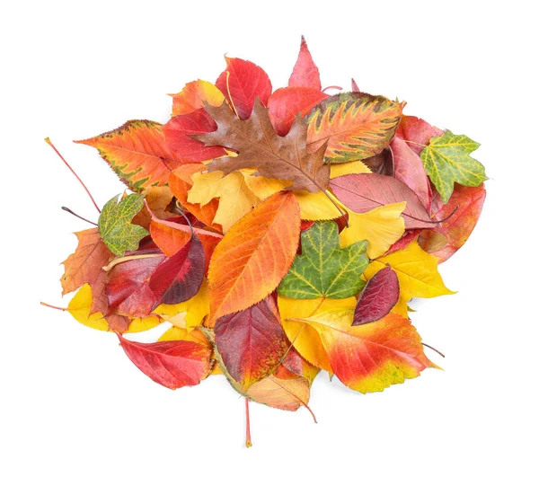 Heap of colorful autumn leaves — Stock Photo, Image