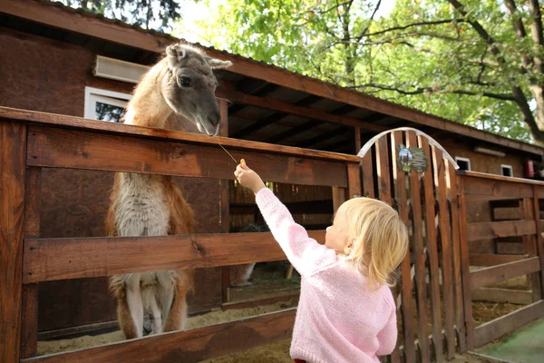 Cute Little Girl Feeding Funny Lama Petting Zoo — Stock Photo, Image