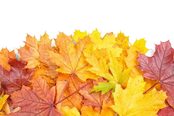 Feuilles d'automne colorées sur fond blanc — Photo