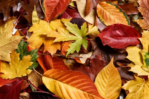 Bunte Herbstblätter — Stockfoto