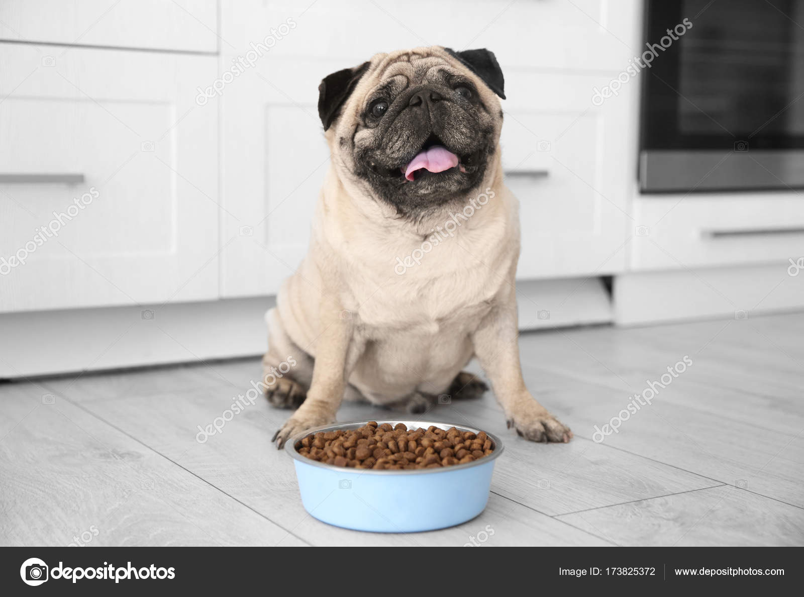 Cute overweight pug ??? Stock Photo ?? belchonock 173825372