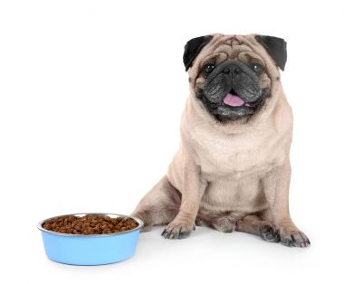Şirin kilolu pug 