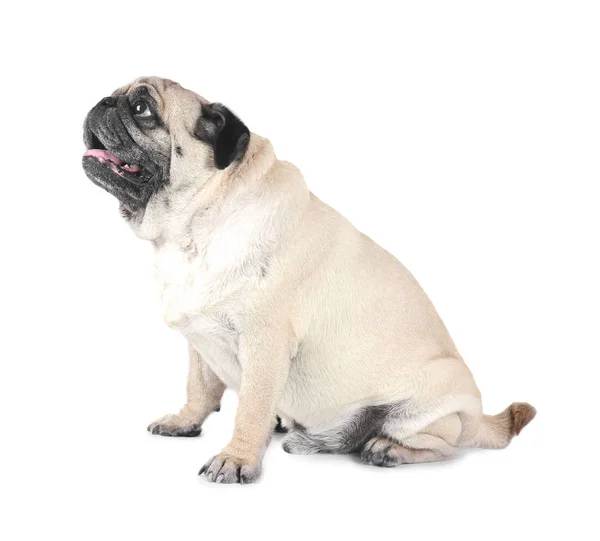 Pug sobrepeso bonito — Fotografia de Stock