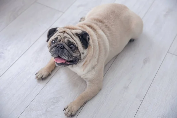 Pug lindo sobrepeso — Foto de Stock