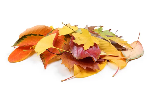 Montón de coloridas hojas de otoño sobre fondo blanco — Foto de Stock